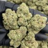 Tropicana Crashers mixed lights