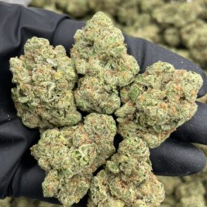 Tropicana Crashers mixed lights