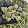 Bubblegum Poppers Indoor Smalls