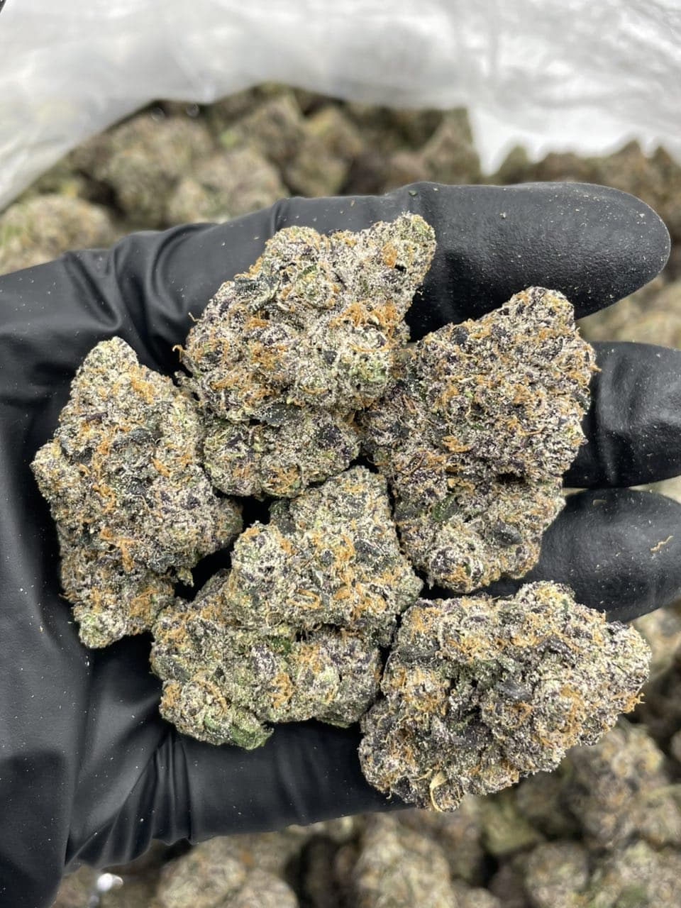 Super Lemon Sprite indoors
